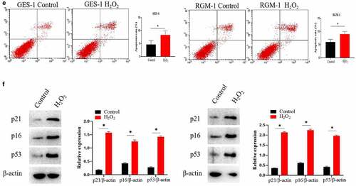 Figure 1. (a). Sa-β-gal positive cells significantly increased by H2O2 stimulation. The experiments were performed by β-Galactosidase Staining Kit (Solarbio, G8860) according to the manufacturer’s instructions. (b). Cell proliferation were reduced after H2O2 treatment by MTT assay. GES-1 and RGM-1 cells were exposed to H2O2 for 2 h. The cells were then distributed into a 96-well cell culture plate (2 × 104/well), and incubated for 24 h. After washing with PBS, the MTT (50 μL/well) reagent was added into each well and incubated for 120 min. The optical density (OD) value in the each well was detected with a microplate reader (Bio-rad, imark). n = 3 biological replicates. (c). The ratio of S phase cells were significantly decreased by H2O2 treatment. n = 3 biological replicates. (d). The expressions of cyclin D1 and Ki67 were also significantly down-regulated by Western-blot analysis. E. Analysis of cell apoptosis by flow cytometry. F. P15 and P16 were significantly up-regulated by H2O2 treatment. The data are shown as means ± SEM. Asterisks indicate significant differences (P < 0.05).