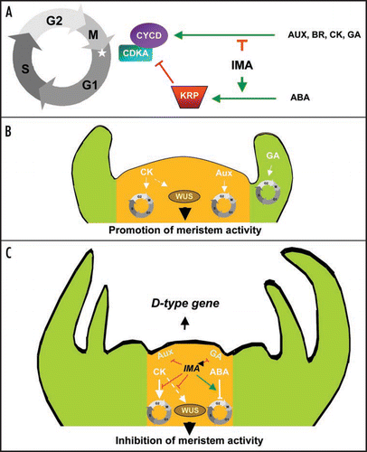 Figure 1 Tentative model for the function of IMA in the regulation of meristematic activity and flower determination. (A) IMA as a general inhibitor of plant growth linking hormonal perception and cell cycle control. (B) Promotion of meristem activity in the absence of IMA gene expression. (C) Inhibition of meristem activity by IMA. IMA prevents the perception of growth stimulatory hormonal signals, represses the expression of WUSCHEL and promotes D-type gene expression.