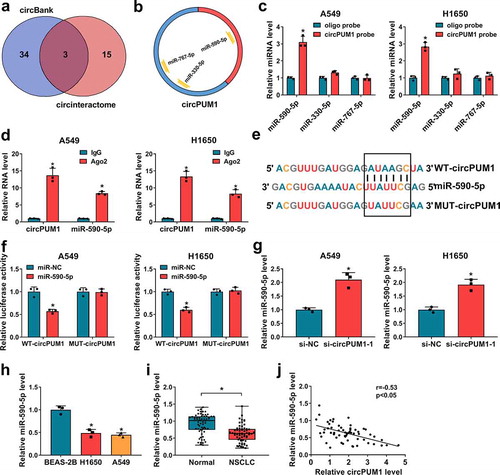 Figure 4. CircPUM1 sequesters miR-590-5p in NSCLC cells. (a, b) A schematic drawing showing the overlap of the target miRNAs of circPUM1 predicted by circBank and circinteractom. (c) The relative levels analysis of 3 miRNA candidates in A549 and H1650 cell lysates using qRT-PCR after pull-down assay. (d) RIP assay for circPUM1 and miR-590-5p levels in A549 and H1650 cells transfected with Ago2 or IgG. (e) Schematic illustration showing the binding sites between circPUM1 and miR-590-5p. (f) Luciferase activity detection in A549 and H1650 cells co-transfected with the reporter plasmid and the indicated miRNAs using the dual-luciferase reporter assay. (g) qRT-PCR analysis of miR-590-5p expression in A549 and H1650 cells transfected with si-circPUM1-1 or si-NC. (h, i) qRT-PCR analysis of miR-590-5p expression in NSCLC tissues and para-carcinoma tissues, as well as in NSCLC cell lines (H1650 and A549) and non-cancerous lung cell line BEAS-2B. (j) Pearson’s correlation coefficient assay for the correlation between miR-590-5p and circPUM1 expression in NSCLC tissues. *P < 0.05