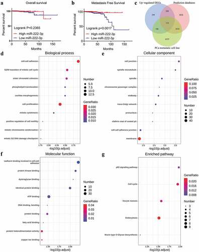 Figure 4. Kaplan-Meier analysis of miRNA-222-3p and the GO and KEGG pathway analyses of target genes in MPCa. (a) Overall survival of patients with different miRNA-222-3p expression in PCa. (b) Metastasis-free survival rate of patients with different miRNA-222-3p expression in PCa. (c)The Venn diagrams of potential target genes of miRNA-222-3p. (d) Biological process (BP). (e) Cellular component (CC). (f) Molecular function (MF). (g) KEGG pathway analysis. DEGs: differently expressed genes; PCa: prostate cancer; GO: Gene Ontology; KEGG: Kyoto Encyclopedia of Genes and Genomes; MPCa: metastatic prostate cancer