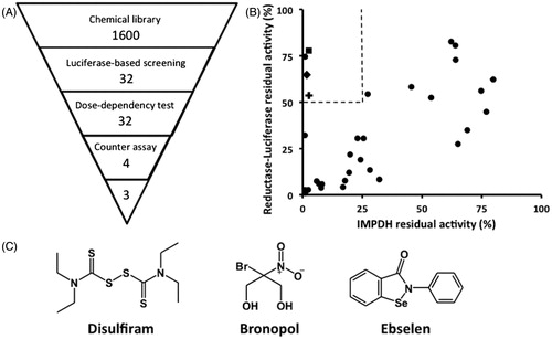 Figure 1. Screening of CpIMPDH inhibitors. (A) Outline of HTS study. Numbers indicate the number of compounds after elimination by each screening step. (B) The counter assay was performed on 32 compounds to exclude reductase–luciferase inhibitors from specific CpIMPDH inhibitors. Dashed line showed the selection criteria, which eliminated inhibitors that inhibit less than 90% of control CpIMPDH activity in HTS assay, while also inhibit more than 50% of control reductase–luciferase activity, in the inhibitor concentration of 10 μM. ▪: disulfiram, ♦: bronopol, O: ebselen. (C) The structures of the hit compounds.