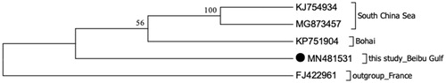 Figure 1. Maximum-likelihood (ML, GTR + G + I) consensus trees based on mitogenomic DNA sequences. All the bootstrap values are indicated at the nodes. The percentages of replicate trees in which the associated taxa clustered together in the bootstrap test (1000 replicates) are shown above the branches. Initial tree(s) for the heuristic search were obtained automatically by applying Neighbor-Join and BioNJ algorithms to a matrix of pairwise distances estimated using the Maximum Composite Likelihood (MCL) approach, and then selecting the topology with superior log likelihood value. A discrete Gamma distribution was used to model evolutionary rate differences among sites (5 categories (+G, parameter = 0.5832)). The rate variation model allowed for some sites to be evolutionarily invariable ([+I], 42.3774% sites). The analysis involved 5 nucleotide sequences. All positions containing gaps and missing data were eliminated. There were a total of 14806 positions in the final dataset.