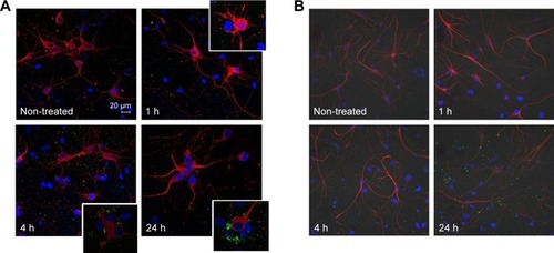 Figure 2 Confocal images of primary cultures of neuronal cells incubated with mApoE-PA-LIPs at different incubation time.Notes: (A) Anti-βIII tubulin antibody specifically marks neuronal cells, while (B) GFAP antibody specifically marks glial cells. Neural cultures were either non-treated or incubated with fluorescent mApoE-PA-LIPs for 1, 4, and 24 h. Images revealed that liposomes were not internalized by neurons (A) nor by glial cells (B).Abbreviations: PA, phosphatidic acid; LIPs, liposomes; GFAP, glial fibrillary acidic protein.