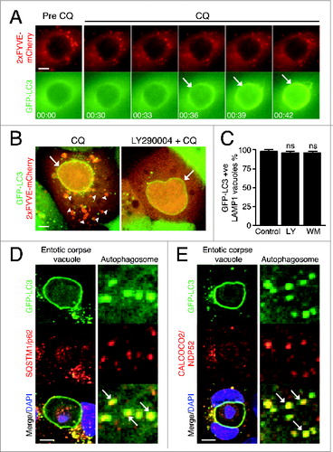 Figure 3. Chloroquine-mediated LC3 recruitment is independent of PtdIns3P and autophagy receptor proteins. (A) Time-lapse microscopy of GFP-LC3 and 2xFYVE-mCherry on entotic corpse vacuoles following treatment with CQ (100 μM). Arrows indicate GFP-LC3 lipidation onto vacuole. Bar = 2 μm. (B) Confocal images of entotic corpse vacuoles treated with CQ (100 μM) with or without LY290004 (25 μM). Arrows indicate GFP-LC3 lipidation onto entotic vacuole, arrowheads indicate 2xFYVE-mCherry-positive vesicles. Bar = 2 μm. (C) Quantification of GFP-LC3 recruitment to LAMP1-positive entotic vacuoles with or without LY290004 (LY 25 μM) or wortmannin (WM, 200 nM); data are mean ± SEM from 3 independent experiments; NS, not significant. (D and E) Entotic corpse vacuoles treated with CQ (100 μM) for 1 h and immunostained for (D) SQSTM1 or (E) CALCOCO2. Arrows indicate autophagosomes with colocalized LC3 and SQSTM1 or CALCOCO2. Bar = 4 μm. See also Figure S4.