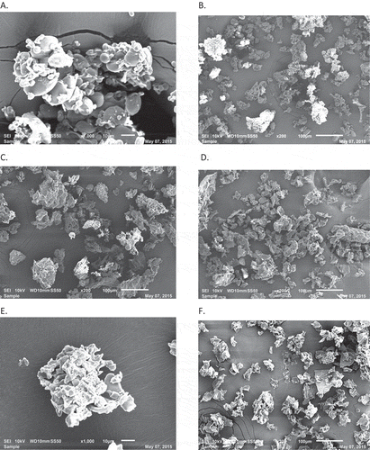 Figure 3. SEM micrographs of whole wheat flour samples (F/W ratio 1:2): A and B: Control; C: 400 MPa; D: 500 MPa; E and F: 600 MPa.