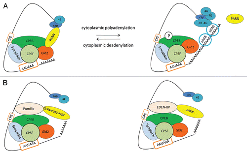 Figure 2 Model for cytoplasmic polyadenylation/deadenylation during cell differentiation processes. (A) The deadenylation and polyadenylation of dormant mRNAs are controlled by cis-elements at 3′UTR, such as the CPE and the AAUAAA signals, which are recognized by the polyadenylation factors CPEB and CPSF, respectively. Poly(A) polymerase Gld2 and deadenylase PARN are crucial components of CPEB-containing complexes in the regulation of deadenylation/polyadenylation. After nuclear polyadenylated mRNAs are transported to the cytoplasm, their poly(A) tails are shortened by PARN deadenylase associated to CPEB-containing complexes. Although Gld2 polymerase is also associated to CPEB-containing complexes, its activity is inhibited. During meiotic cell cycle progression, CPEB is phosphorylated and PARN dissociates from CPEB-containing complex, allowing Gld2 to elongate the poly(A) tail and to label the CPE containing mRNAs for translation. (B) Model for translation repression by deadenylation. As deadenylation is the first step in this highly regulated process of cytoplasmic polyadenylation/deadenylation during meiosis, other deadenylation factors are also involved allowing a strict spatial and temporal regulation. Many CPE containing mRNAs also contain other signals in their 3′UTR, such as Pumilio and/or embryonic deadenylation element (EDEN) binding sites, which are recognized by the deadenylation factors Pumilio and EDEN-BP, respectively. While Pumilio interacts with the conserved deadenylase complex CCR4-POP2-NOT (shown to the left), EDEN-BP interacts with PARN to deadenylate mRNAs (shown to the right). Some of these cis-acting RNA sequences are present in the 3′UTR of the same mRNAs, allowing numerous alternative mechanisms to regulate deadenylation/polyadenylation of mRNAs.