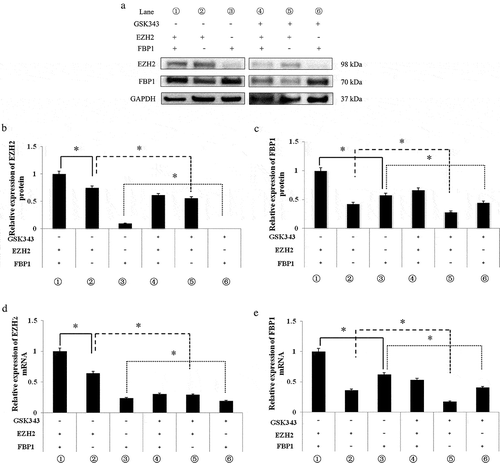 Figure 4. Mutual regulatory association between EZH2 and FBP1 expression.(a) The expression of EZH2 and FBP1 in FBP1 or EZH2 normal or knockdown Saos2 cells treated with 0 or 10 μM GSK343, and detected by western blot analysis. GAPDH was used as a loading control.(b and c) The relative protein expressions of EZH2 and FBP1 in FBP1 or EZH2 normal or knockdown Saos2 cells treated with 0 or 10 μM GSK343.(d and e) The relative mRNA expressions of EZH2 and FBP1 in FBP1 or EZH2 normal or knockdown Saos2 cells treated with 0 or 10 μM GSK343. *P < .05 compared with the control (0 μM of GSK343). Data are representative of a minimum of three independent experiments.