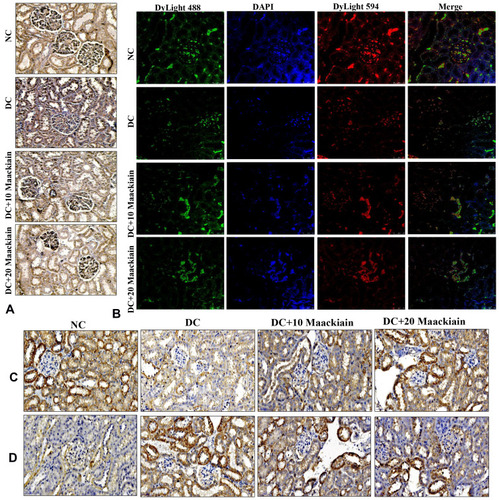 Figure6 The effects of maackiain on Nrf2/Keap-1 pathway protein destruction in HFD & low STZ induced diabetic rats. (A) Immunohistochemistry results of Nrf2; (B) Immunofluorescence double staining results of NQO-1 (red color) and HO-1 (green color); (C) Immunohistochemistry results of NOX-4; and (D) Keap-1. Magnification = x40; Scale bar = 100µm.