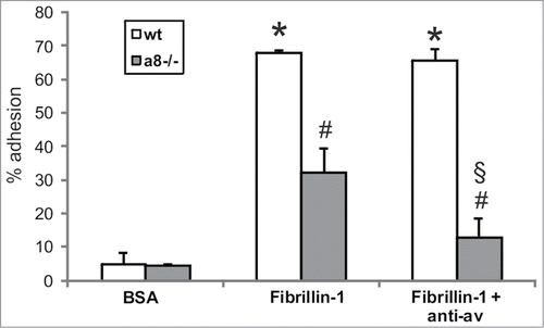 Figure 4. Attachment of wild type (wt) and α8 integrin-deficient (a8−/−) mesangial cells on fibrillin-1 fragment after blocking of αv integrin. Coating with bovine serum albumin (BSA) served as a negative control. Results are representative for 3 similar experiments. Data are means ± sd. * P < 0.05 vs. BSA control, # P < 0.05 vs. wt, § P < 0.05 vs. a8−/− on fibrillin-1.
