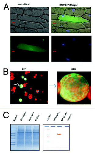 Figure 4. Localization of OscTPI. (A) The expression of OscTPI –GFP fused protein in tobacco mesophyll protoplast. Tobacco protoplsts were transiently transformed by PEG transfection using TPI-pMB construct (B) Onion peel epidermal cells showing expression of the OscTPI - green fluorescent (GFP) fusion protein driven by the 35S promoter, showing its distribution throughout the cytoplasm. (C) Cellular fractionation and Western Blot Hybridization