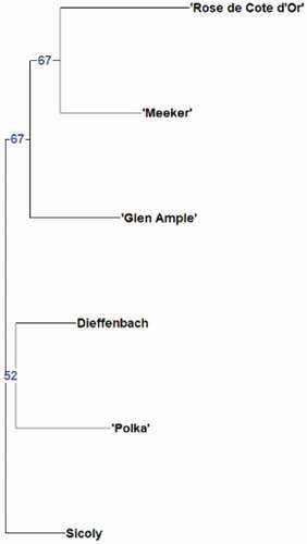 Figure 8. Neighbor-joining dendrogram showing similarities among six raspberry genotypes based on 12 SSR markers