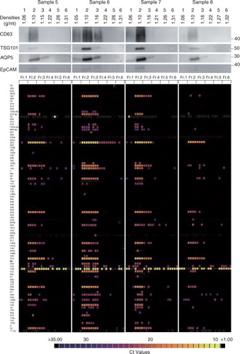 Fig. 7.  Characterization of the salivary EVs from 8 healthy volunteers. WB analyses with anti-CD63, TSG101, AQP5 and EpCAM antibodies are shown on the top with MW×10−3 of markers. Quantities of 93 miRNAs were quantified by the TaqMan real-time PCR method using the BioMark HD system (Fluidigm), and calculated Ct values are shown in colour code (bottom). Numbers in the left indicate miRNAs tested that are listed in Supplementary Table I. The box with small white dots means the obtained amplification curve could not be analysed by the software of the BioMark HD system (no information). A technical replicate of n=4 was used to induce robust results.