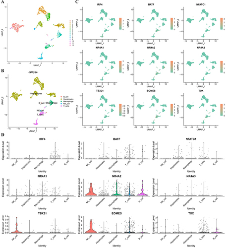 Figure 2 scRNA-seq analysis. (A) GSE146115 data is clustered into 13 clusters; (B) GSE146115 data annotation for five cell types; (C) Regulation of the distribution of T cell exhaustion transcription factors in each cell type; (D) Regulate the expression of T cell exhaustion transcription factors in various cell types. scRNA-seq, single-cell RNA sequencing.