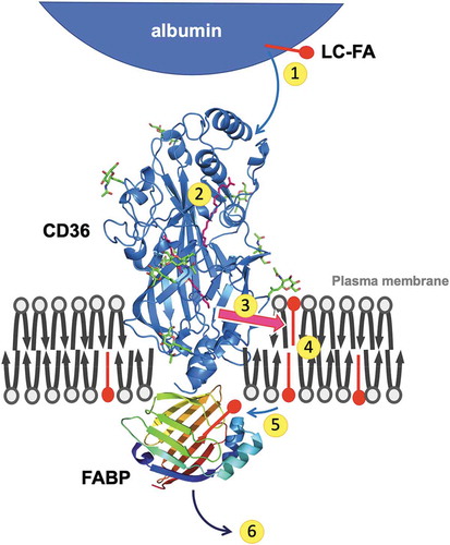 Figure 1. Cartoon illustrating the sequential steps involved in the uptake of long-chain fatty acids by cells. 1. Release of fatty acids from (interstitial) albumin; 2. Binding in the hydrophobic cavity of CD36 which can accommodate up to two fatty acids at a time; 3. Guidance of the fatty acid through the CD36 ectodomain interior to pass the unstirred water layer and be exposed to the plasma membrane surface; 4. Exit of the fatty acid from CD36 to the outer leaflet of the phospholipid bilayer; 5. Transmembrane translocation (‘flip-flop’) of single fatty acids; 6. Desorption of fatty acids from the inner leaflet of the phospholipid bilayer and binding to the interior of FABP that is anchored by binding to the intracellular part of CD36; 7. Diffusion into the soluble cytoplasm of the fatty acid–FABP complex toward sites of intracellular fatty acid metabolism. Note that proteins and membranes, and their putative mutual interactions are not drawn to scale. Reproduced with permission from Glatz JFC, Luiken JJFP. Time for a détente in the war on the mechanism of cellular fatty acid uptake. J Lipid Res. 2020;61:1300–1303 [Citation14]