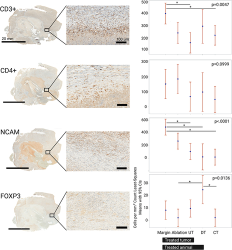 Figure 3 Local immune effects evaluated with immune cell distribution and quantification within the cryolesions. Rows demonstrate immunohistochemical expression and quantification of immune infiltrates, from top to bottom: CD3+, CD4+, NCAM (natural killers’ cells) and FOXP3 (T-regulatory cells). Whole mount sections for each stain are shown in the left column with magnification of the cryolesion margin zone in the center column. Quantification for each immune stain by regions as defined in methods and Figure 1B is represented on the right column. Control animals N=5, cryoablated animals N=3, 1–2 sections per animal, p-values for the entire test are shown on the graphs. P-values between pairs of regions are summarized in Table 1.