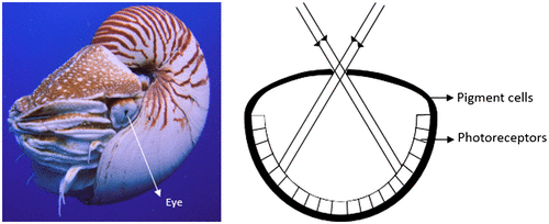 Figure 1. (Left) Nautilus belauensis, the cephalopod mollusc (Source: Wikipedia). (Right) Schematic diagram of pinhole eye of Nautilus. (Adapted from Land, 1988).