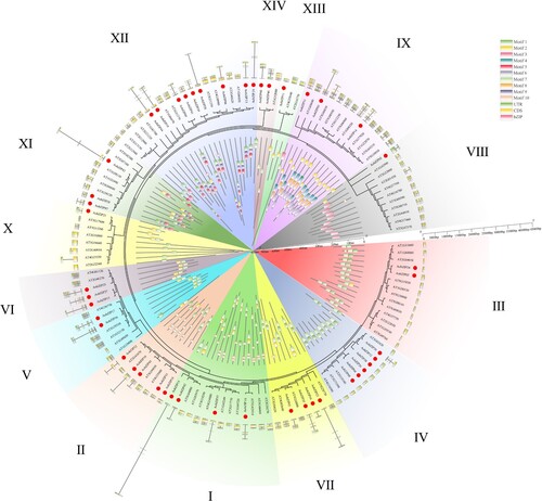 Figure 4. The evolutionary, gene structure, and motifs analysis of bZIP members in asparagus (Asparagus officinalis) and Arabidopsis. The outer ring represents the gene structure of bZIP members, while the green, yellow, and pink rectangles represent untranslated regions (UTRs), coding sequences (CDSs), and bZIP domains, respectively; The middle ring shows the evolution of bZIP members while the red dots represent the AobZIP members. The inner ring shows the motifs of the bZIP members, and each of the ten motifs is in a different color. Different subgroups of AobZIP members (I–XIV) are shown with different background colors.