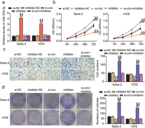 Figure 4. Circ_0020378 silence disrupts the tumor-promoting effect of miR-339-3p inhibitor in osteosarcoma cells.