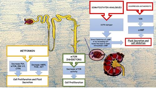 Figure 1 Graphical representation of mechanisms involving current new therapies to slow progression of CKD in ADPKD.