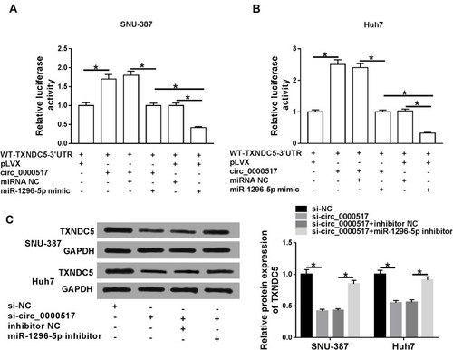 Figure 6 Circ_0000517 promoted TXNDC5 expression by binding to miR-1296-5p in HCC cells.(A and B) The luciferase reporter vectorWT-TXNDC5-3’UTR together with relevant vectors and miRNA mimics were transfected into SNU-387 and Huh7 cells and then the luciferase activity was determined. (C) SNU-387 and Huh7 cells were transfected with si-NC, si-circ_0000517, si-circ_0000517+inhibitor NC or si-circ_0000517+miR-1296-5p inhibitor and then the protein level of TXNDC5 was measured by western blot assay. *P<0.05.