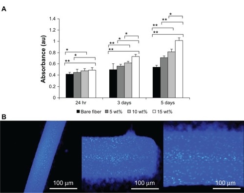 Figure 8 (A) CellTiter-Glo Luminescent Cell Viability assay results of cultured mouse muscle-fibroblast cells on fibrinogen microfiber scaffolds at different times. Groups were compared using an independent paired t-test. Error bars represent means ± standard deviation for n = 3. **P < 0.01; *P < 0.05. (B) DAPI (4′,6-diamidino-2-phenylindole) nuclear staining images reveal mouse muscle-fibroblast cell attachment on fibrinogen fibers (different magnifications).