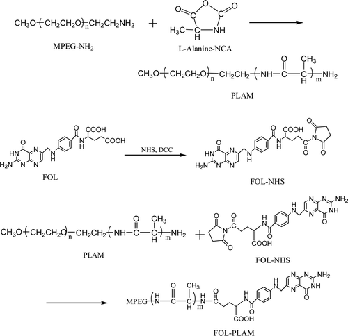 Figure 1.  Synthesis of FOL–PLAM conjugate.