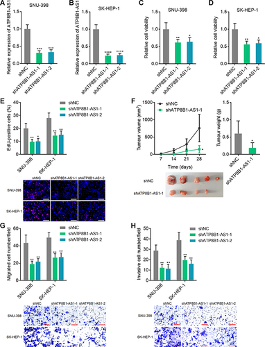 Figure 5 Depletion of ATP8B1-AS1 exerts tumor suppressive roles in HCC. (A and B) ATP8B1-AS1 expression in SNU-398 (A) and SK-HEP-1 (B) cells with ATP8B1-AS1 depletion was measured by qPCR. (C and D) Cell proliferation of SNU-398 (C) and SK-HEP-1 (D) cells with ATP8B1-AS1 depletion was measured by Glo cell viability assay. (E) Cell proliferation of SNU-398 and SK-HEP-1 cells with ATP8B1-AS1 depletion was measured by EdU incorporation assays. Red color represents EdU-positive and proliferative cells. Scale bars = 100 µm. (F) Tumor volume, weight, and photograph of subcutaneous tumors formed by SNU-398 cells with ATP8B1-AS1 depletion. (G) Cell migration of SNU-398 and SK-HEP-1 cells with ATP8B1-AS1 depletion was measured by transwell migration assays. Scale bars = 100 µm. (H) Cell invasion of SNU-398 and SK-HEP-1 cells with ATP8B1-AS1 depletion was measured by transwell invasion assays. Scale bars = 100 µm. Results are presented as mean ± SD based on three independent experiments (A–E, G and H) or n=5 mice in each group (F). *P < 0.05, **P < 0.01, ***P < 0.001, ****P < 0.0001 by one-way ANOVA followed by Dunnett’s multiple comparisons test (A–E, G and H) or Mann–Whitney test (F).