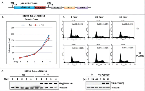 Figure 4. PCDH10 does not convey the classic functions of p53. (A) The schematic representation of the construct design of Ptripz human PCDH10 plasmid used to make tet-on-PCDH10 H1299 cells. The image is modified from pTripz vector map on GE Dharmacon website. (B and C) Up-regulation of PCDH10 does not affect cell growth rate. (B) Cell growth rate analysis of control and PCDH10 induced H1299 cells.Tet-on-PCDH10 H1299 cells were induced or not by addition of 5 ug/ml tetracycline for 4 successive days and cell numbers were counted on each day for 4 d for growth curve. (C) The western blot analysis of PCDH10 protein expression was done at indicated time points after the addition of tetracycline. (D) Upregulation of PCDH10 does not induce apoptosis.H1299 cells were transfected with control empty vector (EV) or V5 tag containing PCDNA3 p53 expression vector( V5-PCDH10). The cells were harvested at 0, 24, and 48 h post transfection, fixed in cold 80% methanol, stained with propidium iodide and subjected to DNA content analysis by flow cytometry. Cells with sub-G1 DNA content were scored as apoptotic cells.