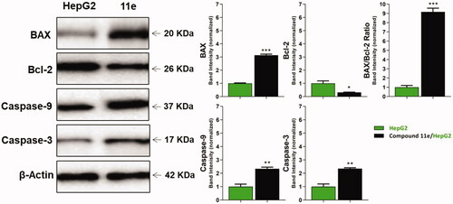 Figure 5. The immunoblotting of BAX, Bcl-2, Caspase-9, and Caspase-3 (Normalized to β-actin).