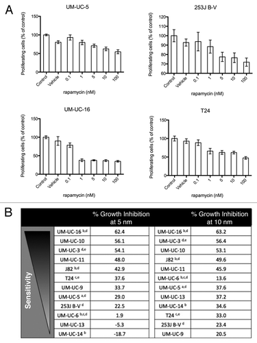 Figure 6. Sensitivity of bladder cancer cell lines to increasing concentrations of rapamycin as measured in a 120 h MTT assay. (A) The anti-proliferative effects of rapamycin in four cell lines (UM-UC-5, UM-UC-16, 253J B-V and T24). Note the differences in scales. (B) Rank ordering of sensitivity to rapamycin at 120 h of exposure in a panel of 12 bladder cancer cell lines by the percentage of proliferative inhibition induced at both 5 and 10 νM concentrations. (aEGFR amplification, bFGFR3 mutation, cc-MET mutation, dPIK3CA mutation, eRAS mutation)