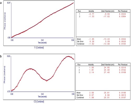Figure 7 Zeta potential analysis (A) SPIONs (B) Cs-SPIONs.