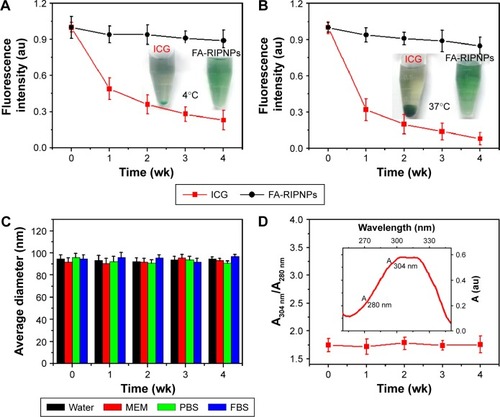 Figure 4 Fluorescence stability and stability in water of FA-RIPNPs.Notes: ICG fluorescence stability of free ICG and FA-RIPNPs in aqueous solution at (A) 4°C and (B) 37°C over 4 wk. Insets show photos of free ICG and FA-RIPNPs in aqueous solution after 4 wk of storage at 4°C and 37°C, respectively. (C) Colloidal stability test of FA-RIPNPs in different media, including water, MEM, PBS and FBS. (D) Change in ratio of absorbances at 304 nm and 280 nm (A304 nm/A280 nm) of the FA-RIPNPs over 4 wk at 37°C. Inset shows the absorbance spectrum of FA-RIPNPs.Abbreviations: RSV, resveratrol; ICG, indocyanine green; FA, folic acid; PLGA, poly(d,l-lactide-co-glycolide); NPs, nanoparticles; FA-RIPNPs, FA-RSV/ICG-PLGA-lipid NPs; MEM, minimum essential medium; PBS, phosphate-buffered saline; FBS, fetal bovine serum.