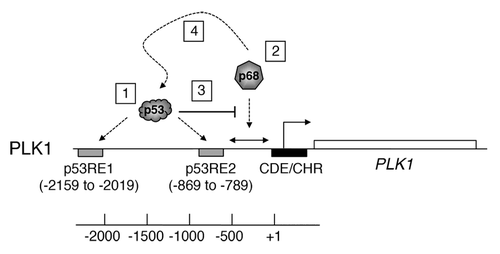 Figure 9. Model describing the role of p68 at the PLK1 promoter. The PLK1 promoter/gene is shown as a schematic and is not to scale. (1) p53 binds to 2 previously established p53-responsive elements: p53RE-1 and p53RE-2, respectively, both under normal un-stimulated conditions and following induction of p53 by DNA damage stimuli or the MDM2 inhibitor, Nutlin-3.Citation42 (2) Based on the data in Figures 4 and 8, p68 is likely to be recruited to a site(s) located approximately between −742 and +24, independently of the presence of p53. (3) The data also suggest that p53 occupancy of p53RE-2 occludes, either directly or indirectly, the recruitment of p68 to this region. (4) In the presence of wild-type p53, p68 recruitment may actually assist repression of PLK1 expression by p53.