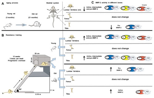 Figure 6 Overview of the aging process and resistance training on matrix metalloproteinase-2 activity in the lumbar vertebra (L6), tibia, and femur. (A) Rat model of aged rats. (B) Resistance training protocol (consisting of climbing a vertical ladder with weights secured to the tail). (C) MMP-2 activity in different bones. Blue enzyme represents pro-MMP-2; yellow enzyme represents pro-MMP-2; red enzyme represents active MMP-2. Zn2+, enzymatic cofactor ion; Cys, conserved cysteine residue that interacts with the Zn2+ in the active site; ECM, extracellular matrix; ↑ upregulated MMP-2 activity; ↓ downregulated MMP-2 activity.