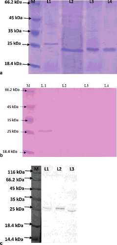 Figure 1. Glycosylation (a,b) and western blot (c) analysis.