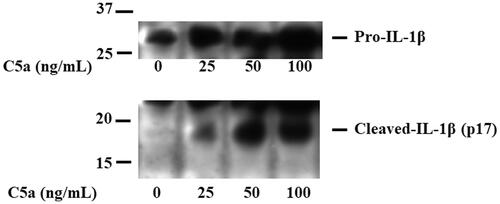 Figure 2. C5a-stimulation induces pro-IL-1β expressions in human peripheral blood mononuclear cells. PBMCs were stimulated with C5a (0 ng/mL, 25 ng/mL, 50 ng/mL and 100 ng/mL) for 18 h. Cellular lysates were analyzed by immunoblotting with antibody that recognize cleaved-IL-1β (p17) and pro-IL-1β. Data are representative of three independent experiments. PBMCs: peripheral blood mononuclear cells.