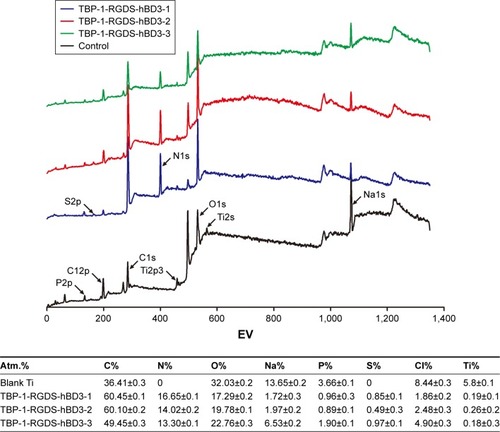 Figure 3 XPS wide-scan spectra of Ti surfaces: Ti treated with PBS (control), and Ti treated with TBP-1-RGDS-hBD3-1, TBP-1-RGDS-hBD3-2, or TBP-1-RGDS-hBD3-3 dissolved in PBS. Elemental composition of Ti disc surfaces with or without chimeric peptide treatment, as determined via XPS.Abbreviations: XPS, X-ray photoelectron spectroscopy; Ti, titanium.