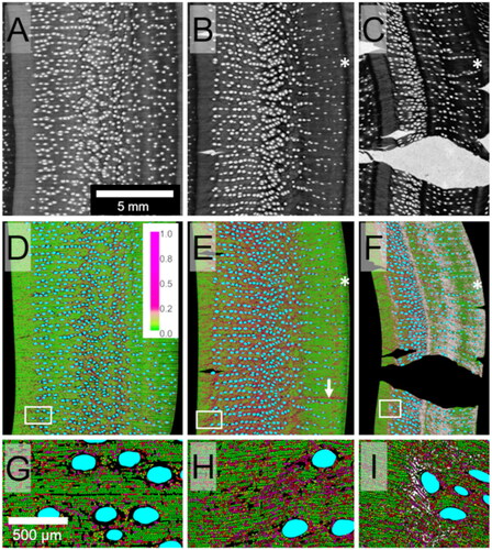 Figure 8. The top two rows are, from left to right, microscope images of air dried, kiln dried and oven-dried (103 °C) Eucalyptus nitens samples adapted from Dickson.[Citation71] Colors in the bottom two rows show deformation visualization in which color change from green to magenta represents deformation levels, and white represents full cell collapse.