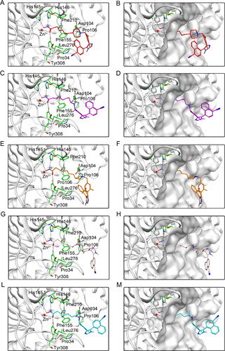 Figure 6. Predicted docking poses of five hit compounds at the HDAC2 active site. Compounds in (A), (C), (E), (G), and (L) are represented by different colours (red for DT-NH-1, purple for DT-NH-2, brown for DT-NH-3, light pink for DT-NH-4, and cyan for DT-NH-5). (B), (D), (F), (H), and (M) are their corresponding surface maps. The coded green bars represent the active amino acid residues of HDAC2. Hydrogen and ionic bonds are indicated by dashed black lines.