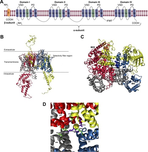 Figure 1 (A) A schematic representation of the α- and β-subunits of a complete VGSC model. The figure depicts all the four domains (I–IV), with each domain including a VSD and a PD. The positively charged S4 helical segments of the VSDs, which connect with the respective PD, are shown as green helices and the location of inactivation gate is also marked. The 3D structure of the homology model of hNav1.5 ion channel is shown as (B) side-view and (C) top-view representations. The locations of the SFs residues are given in (D) and colored green (outer SF, EEDD) and violet (inner SF, DEKA). A trapped sodium ion is shown as a yellow van derWaals sphere. The four domains, DI, DII, DIII, and DIV, are shown in yellow, blue, silver, and red, respectively.