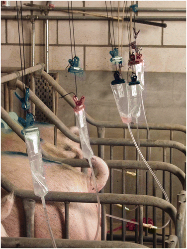 Figure1. Simultaneous insemination of sows.