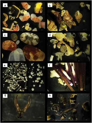 Figure 6. (a) Plates of chitons; (b) gastropod (Mollusca) with a hermit crab visible inside one of the shells; (c) various gastropods together with the valves of a bivalve; (d) parts of the skeleton characteristic of crustaceans; (e) skeletal elements typical of the ophiures; (f) skeleton and spines of sea urchins; (g) partial maxillary system of a polychaete (probably Lumbrineridae); (h) chitinous fragments of a hornet.