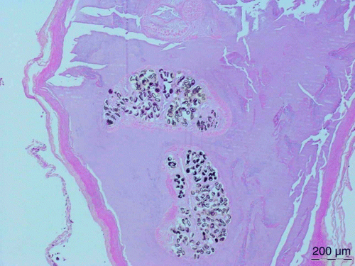Figure 6  Adult trematodes containing numerous eggs in the gallbladder of a North Island saddleback from Mokoia. H&E for haematoxilin and eosin, staining method.