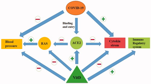 Figure 3. The relationship between VitD, ACE2, and SARS-COV2 (Cui et al. Citation2019, Hanff et al. Citation2020, Gombart et al. Citation2020).