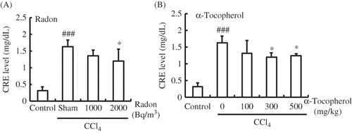 Figure 1. Effects of radon (A) and α-tocopherol (B) on renal function-associated parameters in the serum of CCl4-administrated mice. Each value indicates the mean ± 95% confidence intervals. The number of mice per experimental point is—six to eight.Note: *p < 0.05 versus CCl4, ###p < 0.01 versus control.