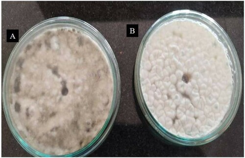 Figure 7. Agar well diffusion assay depicting no antifungal activity of amylase on (A) Sclerotium sp. and (B) Rhizoctonia sp.