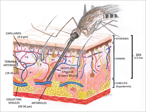 Figure 2. Illustration of the architecture of the cutaneous microcirculation and the fascicle of a biting anopheline mosquito. The vessel diameters of the arterioles, collecting venules, terminal arterioles, and capillary loops are denoted along with the fascicle length and width.