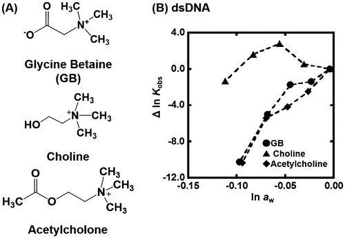 Figure 5. (A) Chemical structure of glycine betaine (GB), choline, and acetylcholine. (B) Δln Kobs vs. ln aw plots for the formation of the dsDNA in the buffer containing 100 mM KCl, 10 mM K2HPO4, and 1 mM K2EDTA with various concentrations of GB (circles), choline (rectangles), or acetylcholine (diamonds) (0, 10, 20, 30, and 40wt%).