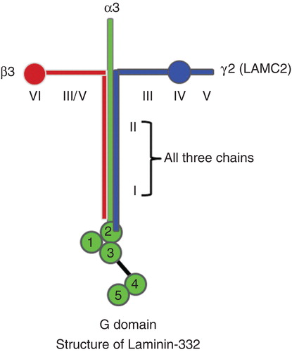 Figure 1. Schematic illustrations of Laminin-332 structure: Laminin-332 forms a cruciform shaped structure consisting of three chains (α3, β3 and γ2, also known as LAMC2). Domains I and II in each of the three chains help in forming a trimeric unit. Domain III of laminin γ2 interacts with EGFR. G domain contains five repeating segments with EGF-like sequences at the base of the long arm of the cruciform structure. The first three repeats of EGF-like sequences (G1, G2 and G3 domains) have binding sites for cell-surface integrin receptors. Last two repeats contain heparin binding activity and can interact with extracellular heparin sulfate proteoglycans, such as α-dystroglycan.