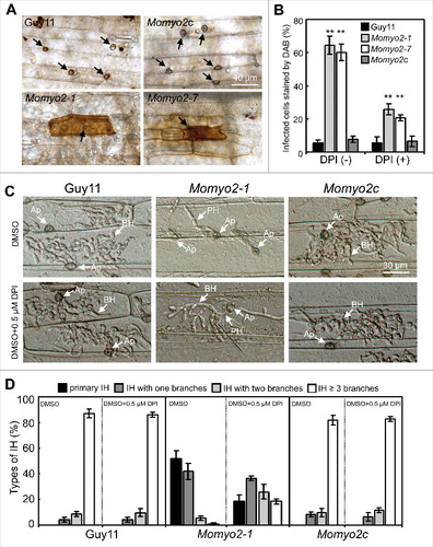 Figure 9. Scavenging of ROS production in plant cells by Momyo2 mutant. (A) DAB staining of plant cells infected by Momyo2 mutant. Conidial suspensions (1 × 105 spores mL−1) of the Guy11, Momyo2 mutants, and complemental strain Momyo2c were inoculated on barley leaves for 24 hrs and then stained with DAB solution. Arrows indicate appressoria Bar = 40 μm. (B) Percentages of the DAB-stained plant cells without or with DPI treatment. Asterisks indicate significant differences among the strains (p < 0.01). Error bar represents standard deviation. (C) DPI treatment partially restored invasive hyphae growth. Barley leaves were treated with or without DPI (0.5 mM) solution. Invasive growth was observed at 30 hpi. AP, appressoria; BH, branched IH; PH, primary IH. Bar = 30 μm. (D) Percentages of distinct types of IH developed by indicated strains. Each of the indicated strains was inoculated on barley leaves pretreated with or without DPI for 30 hrs and then the percentage of distinct types of IH was statistically compared.